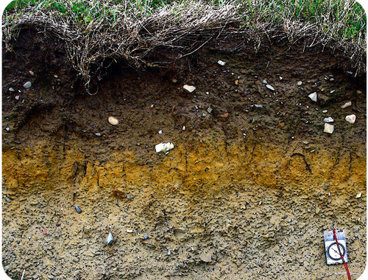 A soil profile