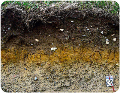 A soil profile