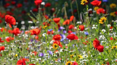Field of wildflowers and bright flowers