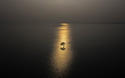 One lone swamp tree standing in the middle of water, with a reflection of golden sunlight over the small waves.